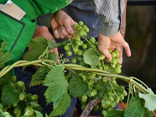 hop_vines_2674704_640